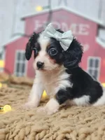 Judy, a female Cavapoo for sale in Silver Lake, IN – Photo 5 of 7