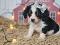 Judy, a female Cavapoo for sale in Silver Lake, IN – Photo 4 of 7