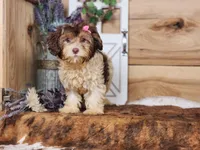 Daphanie, a female Yorkipoo for sale in Silver Lake, IN – Photo 5 of 5