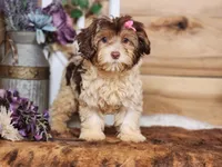 Daphanie, a female Yorkipoo for sale in Silver Lake, IN – Photo 1 of 5
