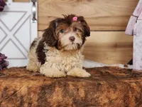 Daphanie, a female Yorkipoo for sale in Silver Lake, IN – Photo 4 of 5