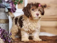 Daphanie, a female Yorkipoo for sale in Silver Lake, IN – Photo 3 of 5