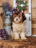 Daphanie, a female Yorkipoo for sale in Silver Lake, IN – Photo 2 of 5
