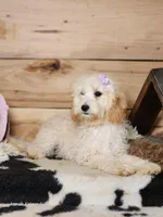 Beauty, a female Cavapoo for sale in Silver Lake, IN – Photo 5 of 8