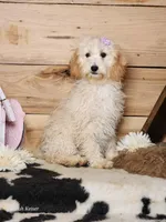 Beauty, a female Cavapoo for sale in Silver Lake, IN – Photo 8 of 8