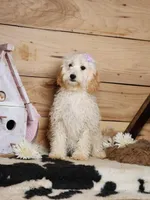 Beauty, a female Cavapoo for sale in Silver Lake, IN – Photo 3 of 8