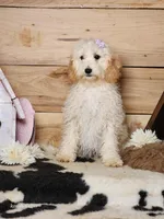 Beauty, a female Cavapoo for sale in Silver Lake, IN – Photo 2 of 8