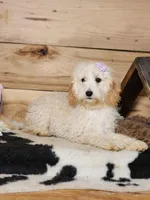 Beauty, a female Cavapoo for sale in Silver Lake, IN – Photo 1 of 8