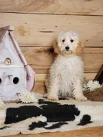 Beauty, a female Cavapoo for sale in Silver Lake, IN – Photo 4 of 8