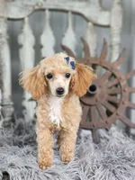 Sandy, a female Poodle - Toy  for sale in Silver Lake, IN – 3 of 6