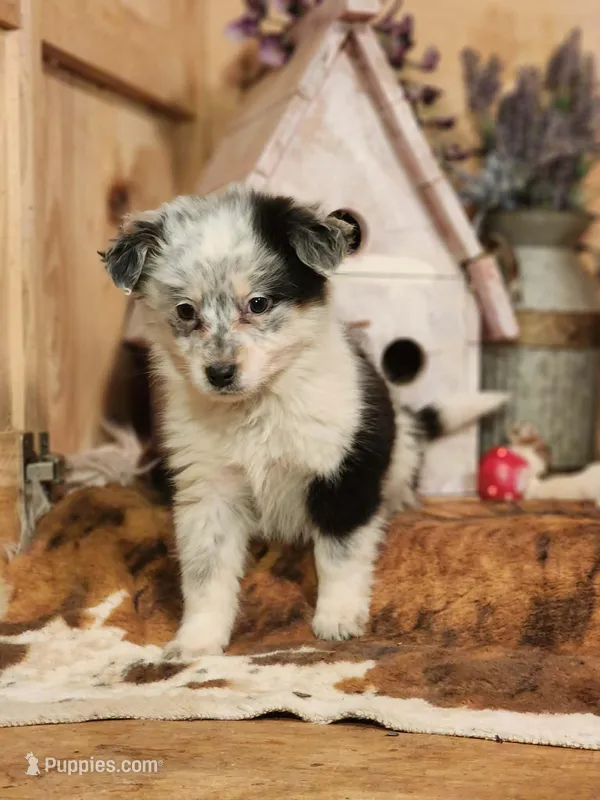 Dalton – Australian Cattle Dog, Miniature Australian Shepherd puppy for sale in Silver Lake, IN