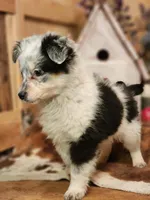 Dalton, a male Australian Cattle Dog and Miniature Australian Shepherd for sale in Silver Lake, IN – Photo 6 of 8