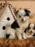 Dalton, a male Australian Cattle Dog and Miniature Australian Shepherd for sale in Silver Lake, IN – Photo 2 of 8