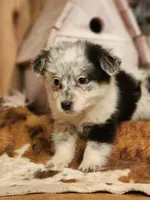 Dalton, a male Australian Cattle Dog and Miniature Australian Shepherd for sale in Silver Lake, IN – Photo 3 of 8