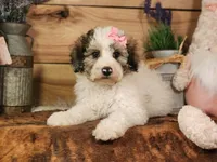 Beatris , a female Poodle - Miniature  and Miniature Bernedoodle for sale in Silver Lake, IN – 1 of 7