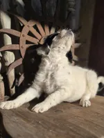 sammy, a male Australian Cattle Dog and Poodle - Miniature  for sale in Silver Lake, IN – 3 of 6
