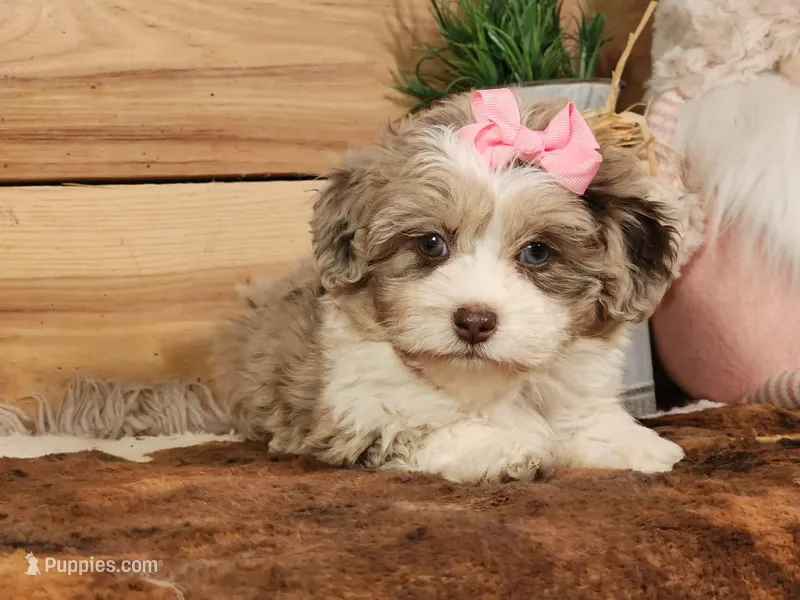 Dixie – Miniature Aussiedoodle puppy for sale in Silver Lake, IN