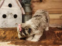 Dixie, a female Miniature Aussiedoodle for sale in Silver Lake, IN – Photo 6 of 8