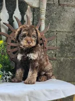 Bernard, a male Miniature Bernedoodle for sale in Silver Lake, IN – 6 of 6