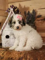 Beatris , a female Poodle - Miniature  and Miniature Bernedoodle for sale in Silver Lake, IN – 4 of 7