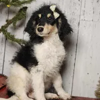 Liberty, a female Bernedoodle for sale in Silver Lake, IN – Photo 5 of 5