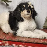 Liberty, a female Bernedoodle for sale in Silver Lake, IN – Photo 2 of 5