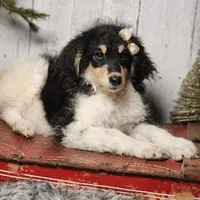 Liberty, a female Bernedoodle for sale in Silver Lake, IN – Photo 3 of 5