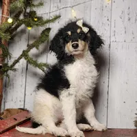 Liberty, a female Bernedoodle for sale in Silver Lake, IN – Photo 1 of 5