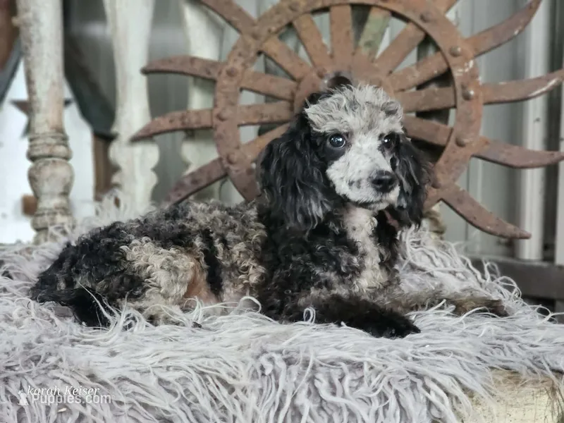 Sunny – Poodle - Toy  puppy for sale in Silver Lake, IN