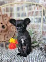 Tiny , a male Chihuahua and Poodle - Toy  for sale in Silver Lake, IN – 2 of 3