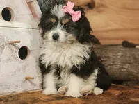 Daisy, a female Miniature Aussiedoodle for sale in Silver Lake, IN – 4 of 4