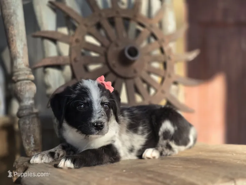 sally – Australian Cattle Dog, Poodle - Miniature  puppy for sale in Silver Lake, IN