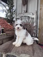 Eli , a male Miniature Goldendoodle for sale in Silver Lake, IN – 4 of 9