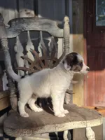 Silas, a male Australian Cattle Dog and Poodle - Miniature  for sale in Silver Lake, IN – 3 of 6