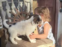 Silas, a male Australian Cattle Dog and Poodle - Miniature  for sale in Silver Lake, IN – 6 of 6