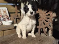 sammy, a male Australian Cattle Dog and Poodle - Miniature  for sale in Silver Lake, IN – 6 of 6