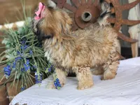 Taffy, a female French Bulldog and Poodle - Toy  for sale in Silver Lake, IN – 3 of 9
