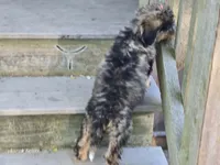 Felicity , a female Miniature Bernedoodle for sale in Silver Lake, IN – 9 of 10
