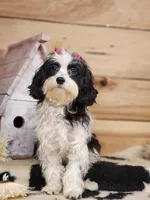 Twinkle, a female Cavapoo for sale in Silver Lake, IN – Photo 8 of 8