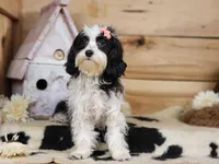 Twinkle, a female Cavapoo for sale in Silver Lake, IN – Photo 6 of 8