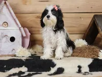 Twinkle, a female Cavapoo for sale in Silver Lake, IN – Photo 4 of 8
