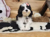 Twinkle, a female Cavapoo for sale in Silver Lake, IN – Photo 3 of 8