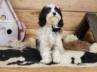 Twinkle, a female Cavapoo for sale in Silver Lake, IN – Photo 5 of 8