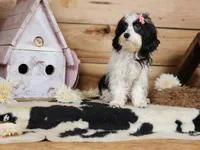 Twinkle, a female Cavapoo for sale in Silver Lake, IN – Photo 1 of 8