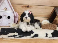 Twinkle, a female Cavapoo for sale in Silver Lake, IN – Photo 7 of 8