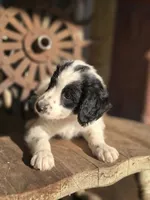 sammy, a male Australian Cattle Dog and Poodle - Miniature  for sale in Silver Lake, IN – 4 of 6