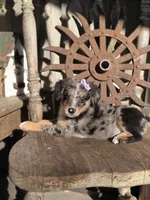 Susie, a female Australian Cattle Dog and Poodle - Miniature  for sale in Silver Lake, IN – 3 of 6