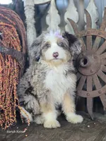 Faith, a female Miniature Bernedoodle for sale in Silver Lake, IN – 6 of 9