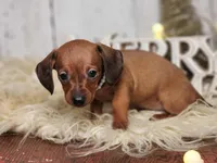 Peggy jean, a female Miniature Dachshund for sale in Silver Lake, IN – Photo 4 of 6
