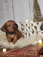 Peggy jean, a female Miniature Dachshund for sale in Silver Lake, IN – Photo 1 of 6